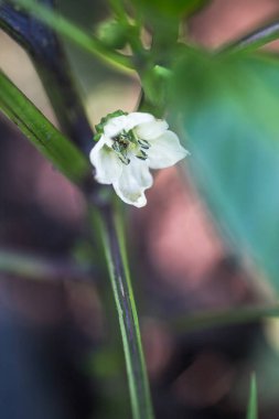 Yeşil arka planda beyaz çiçek biberleri, makro, sığ alan derinliği. Mavili