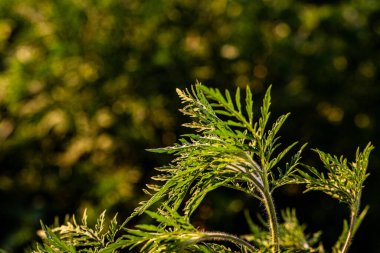 Ragweed 'in yazın kabarıklığı, ciddi sağlık sorunlarına yol açabilecek alerjileri serbest bırakarak, sağlık hizmetleri bilincine duyulan ihtiyacı vurguluyor..
