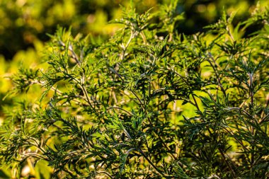 Saman nezlesinin ve insanlar arasındaki diğer alerjik tepkilerin artmasına katkıda bulunan bir alanda ragvotların (Ambrosia artemisiifolia) yoğun büyümesi.