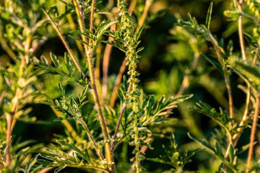 Yaygın bir ot olan Ambrosia 'nın zehirli poleni, saman nezlesini ve diğer alerjik reaksiyonları tetikler ve daha iyi sağlık önlemleri gerektirir..