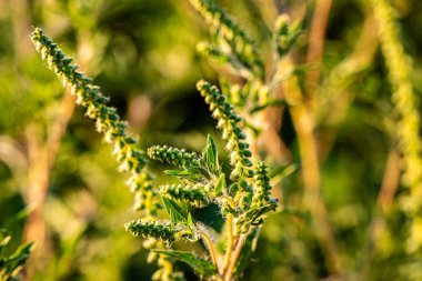 Ragweed bitkileri en yoğun çiçek mevsiminde alerjik polenleri yayıyor ve hassas bireyler için sonbahar ateşi giderek kötüleşiyor..