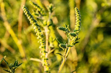 Ragweed 'in yazın kabarıklığı, ciddi sağlık sorunlarına yol açabilecek alerjileri serbest bırakarak, sağlık hizmetleri bilincine duyulan ihtiyacı vurguluyor..