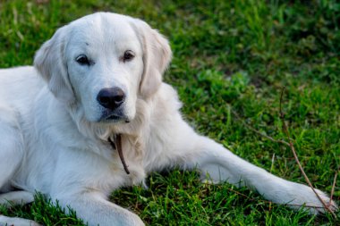 Beyaz bir Golden Retriever, uzun yeşil çimlerde uzanıyor. Köpeğin kafası kameraya dönük. Açık kahverengi bir yakası var..