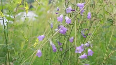 Uzun yeşil otlar ve diğer kır çiçekleriyle çevrili bir çayırda usulca sallanan mor çan çiçeklerinin yakın çekimi. Güneş bitkilerin arasından ışıl ışıl parlıyor, canlı ve renkli bir hava yaratıyor.