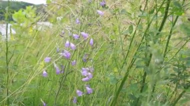 Mor çan çiçeklerinin yakın plan görüntüsü. Uzun yeşil otlar ve çayırlarda yetişen diğer kır çiçekleri arasında. Çiçekler narin ve narindir. Rüzgarda usulca sallanırlar..