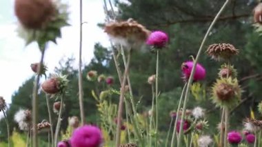 Video, bir orman açıklığında pembe devedikeni çiçeklerinin yakın çekimini gösteriyor. Devedikenleri tamamen çiçek açmış ve arka planda yeşil yapraklar var..