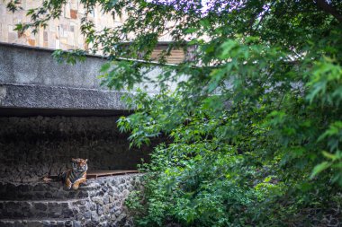 Bir kaplan taş basamaklara tünemiş, büyük yapraklı bir ağacın gölgesinde dinleniyor. Kaplanın çizgili kürkü görünür ve gözleri açık. Taş basamaklar, ağacın dalları tarafından kısmen gizlenmiş beton bir yapıya çıkıyor. Örtü.