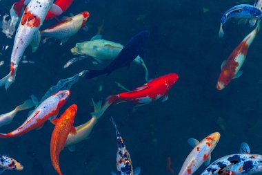 Bir grup renkli koi balığı koyu mavi suyla dolu bir gölette yüzüyor. Balıklar kırmızı, beyaz, siyah ve turuncu olmak üzere çeşitli boyut ve renklerdedir..