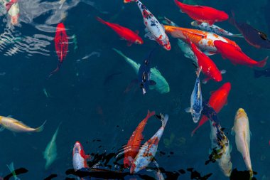 Canlı bir Koi balığı grubu parlak kırmızı, turuncu, beyaz ve siyah pullarını sergileyerek berrak bir gölette yüzüyor..