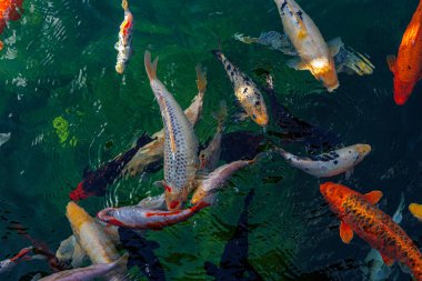 Bir grup renkli koi balığı gölde yüzüyor, pulları gün ışığında parıldıyor..