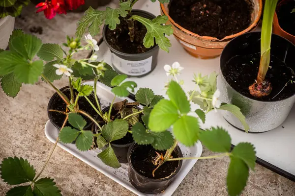 stock image Strawberry seedlings in disposable pots on the windowsill next to indoor plants. Growing garden plants for transplanting into the ground concept.