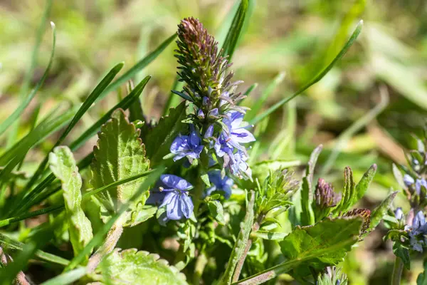 stock image A close-up of blue wildflowers Veronica austriaca, broadleaf speedwell, large speedwell, Austrian speedwell, or saw-leaved speedwell  blooming in a grassy meadow on a sunny day.