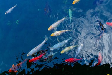 Çeşitli renklerde koi balıkları güneşli bir günde açık bir gölette yüzerler..