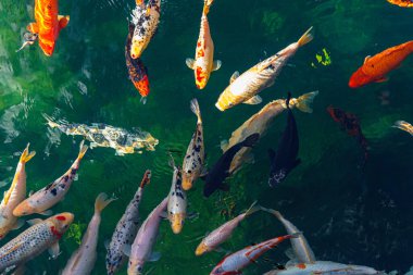 Çeşitli koi balıkları, pulları gün ışığında parıldayan temiz bir gölette yüzerler..