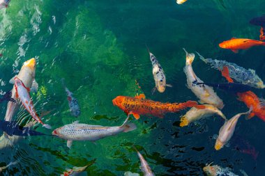 Bir grup renkli koi balığı yeşil bir gölette yüzer, pulları gün ışığında parıldar..
