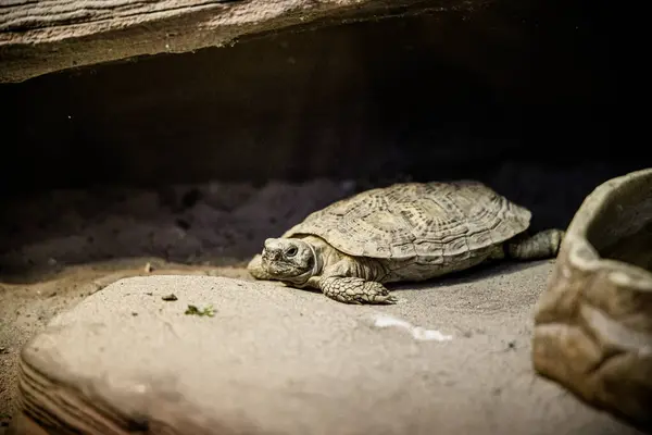 stock image A turtle rests on a large rock in a sandy enclosure, its shell and limbs visible.