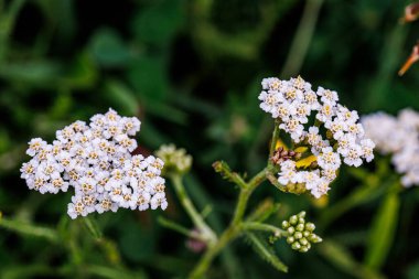 White yarrow flowers in full bloom, growing in a natural setting with green foliage surrounding them. The flowers have a delicate, feathery appearance and are a common sight in meadows and gardens during the summer months. clipart