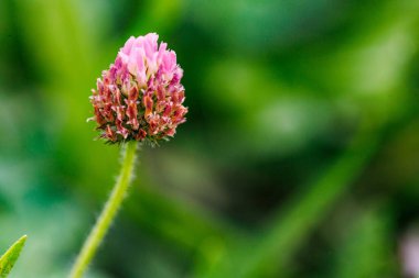 Pembe bir yonca çiçeği yemyeşil yaprakların bulanık arka planına karşı dimdik ayakta duruyor. Çiçek tomurcuklanmış, yaprakları açılmış ve narin..