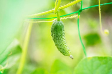 Bahçedeki bir salatalıktan sarkan tek bir yeşil salatalığın yakın plan çekimi, yeşil yaprakların bulanık arkaplanı..