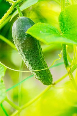 Bahçedeki bir sarmaşıkta yeşil yapraklarla çevrili bir salatalık yetişiyor..