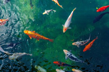 Bir grup renkli koi balığı bir gölette berrak, yeşil suda yüzerler. Balıklar turuncu, beyaz ve siyahın çeşitli tonlarıdır. Çok güzel bir sualtı sahnesi oluştururlar..