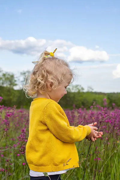 stock image A young girl with curly blonde hair wearing a yellow sweater stands in a field of purple flowers Silene viscaria, reaching out to touch them.