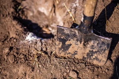 Yeni kazılmış toprakta duran bir kürek kılıcının yakın plan görüntüsü. Kürek toprakla kaplı ve toprak gevşek ve kahverengi. Resim basit bir kazma eylemi yakalar, bahçe ve peyzaj araçlarını vurgular.