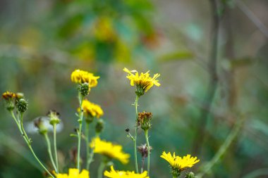 Hiyeracium laevigatum, ya da düz şahin otu sarı kır çiçekleri yemyeşil bir zemin üzerinde duruyor, baharda doğanın güzelliğini gözler önüne seriyor. Sıcak güneş ışığı narin taç yapraklarını aydınlatıyor, ve bir seneyi çağrıştıran pitoresk bir ortam oluşturuyor.
