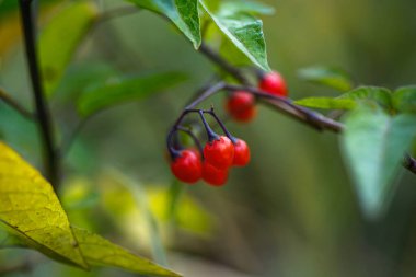 Solanum dulcamara kırmızı böğürtlenleri yeşil yaprakların çeşitli tonlarıyla çevrili ince bir daldan sarkıyor. Işık yaprakların arasından hafifçe süzülür, dutların parlak yüzeylerini vurgular ve tipik bir sonbahar günü atmosferi yaratır.