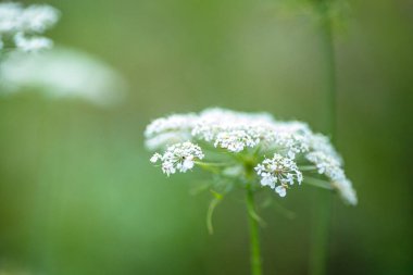 Burnet-saksafon olarak bilinen Pimpinella Saxifraga, katı burnet saksafon beyaz çiçekler yumuşak, bulanık yeşil bir arka plana karşı duruyor. 