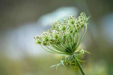 Vahşi Havuç, Daucus carota yeşil bitkisi, sabahın erken saatlerinde bir bahçede zarif bir şekilde açan, karmaşık çiçek kümesini sergiler..