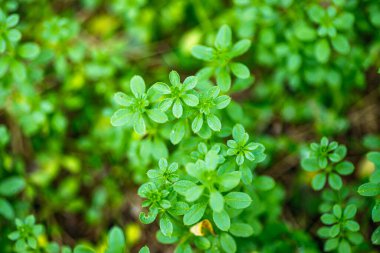 Galium spurium, yapışkan kamışlı ya da sahte satır bitkileri sıcak güneş ışığına doğru uzanıyor ve yemyeşil büyümelerini sergiliyorlar. Bu sağlıklı bitki örtüsü, ilkbaharda manzaranın güzelliğine katkıda bulunarak doğal bir ortamda gelişir..