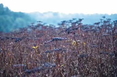 Sambucus ebulus, also known as danewort, dane weed, danesblood  field of dried  wildflowers  stands tall in the fading light of dusk, with the silhouettes of nearby forested hills providing a tranquil backdrop.  clipart