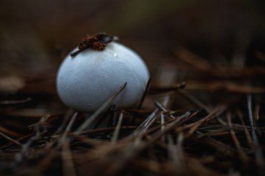 Küçük beyaz bir mantar orman zeminindeki kahverengi çam iğneleri arasında duruyor. Yumuşak sabah ışığı nazikçe yüzeyini aydınlatır, çiy damlalarını vurgular ve sakin bir atmosfer sağlar..
