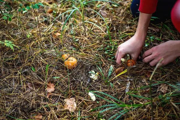 stock image A person is carefully searching for and collecting wild mushrooms in a dense forest. The ground is covered with fallen leaves and pine needles, creating a natural backdrop. 