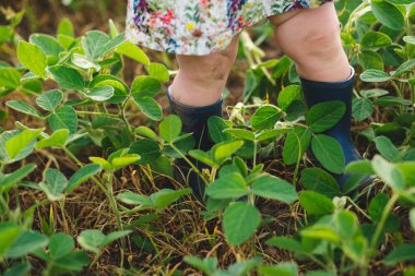Yeşil soya bitkilerinin arasında yürüyen mavi lastik botlar giyen bir çocuğun yakın çekimi..