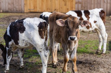 A young calf stands among cows on an eco-farm, highlighting natural living and sustainable agriculture practices in a serene outdoor setting. clipart