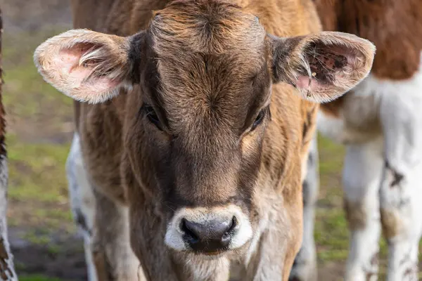 stock image A brown cow stands calmly in a lush green pasture, embodying the essence of eco-friendly farming and natural living.