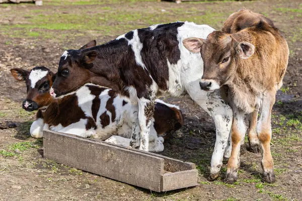 stock image Young calves explore their eco-farm environment while enjoying fresh grass in a natural living setting.