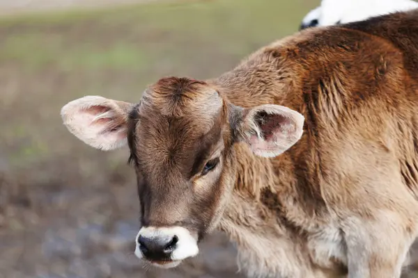 stock image A young cow is grazing peacefully on an eco-farm, showcasing sustainable natural living and animal husbandry practices.