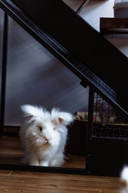Kabarık tüylü beyaz bir tavşan merdiven altından dışarı bakar sıcak, davetkar bir iç mekanda.