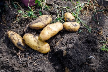 Zengin, karanlık topraktan yeni toplanmış patatesler. Yaz güneşinin ilk ışıkları bahçeyi çevreleyen toprak ve yeşilliği aydınlatır..