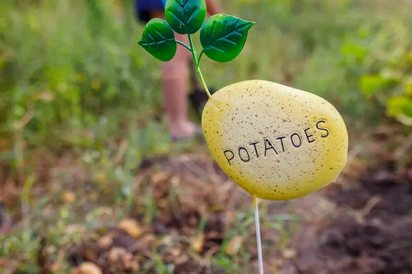 Stock image Garden marker in soil, clearly labeled with the word potatoes. Lush greenery surrounds the marker, suggesting a thriving garden during a warm afternoon.