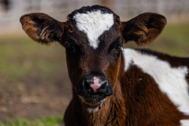 Genç buzağı yemyeşil çimenlerde rahat bir şekilde uzanıyor, bir çiftlikte öğleden sonra güneşinin sıcaklığının tadını çıkarıyor. Huzurlu atmosfer, çiftlik hayvanları ve masadan tarlaya yaşam tarzı arasındaki bağlantıyı vurguluyor..