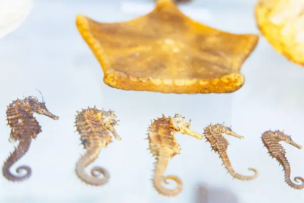 stock image Collection of seahorse specimens showcased in a museum exhibit, illustrating various sizes and forms of marine creatures alongside a starfish.