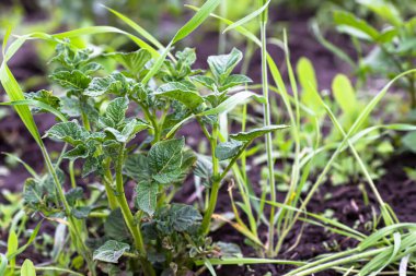 Bahçedeki yabani otlara karşı patates koruması. Yazın yatakta patates ayıklamak değil..