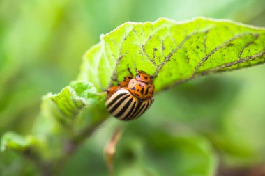 Colorado böceği, Leptinotarsa yumurtlamadan önce patates yaprakları üzerinde dezenfektan. Ekinleri mahveden zararlı bir böcek. Nitratsız doğal tarım.