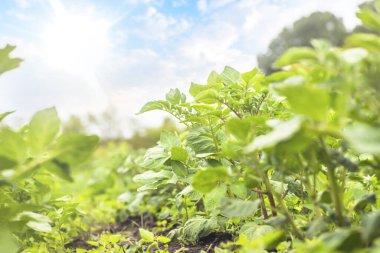 Genç patates çalıları gökyüzüne karşı. Kimyasal ve nitrat kullanmadan yatakta organik sebze yetiştirmek. Doğal tarım..