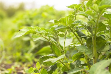 Genç patates çalıları gökyüzüne karşı. Kimyasal ve nitrat kullanmadan yatakta organik sebze yetiştirmek. Doğal tarım..