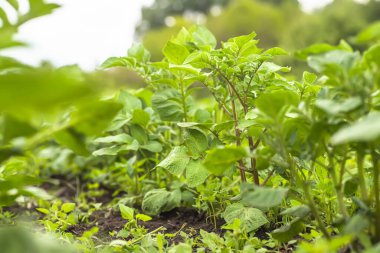 Genç patates çalıları gökyüzüne karşı. Kimyasal ve nitrat kullanmadan yatakta organik sebze yetiştirmek. Doğal tarım..